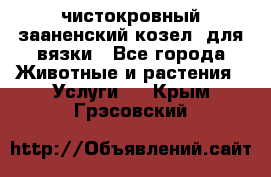 чистокровный зааненский козел  для вязки - Все города Животные и растения » Услуги   . Крым,Грэсовский